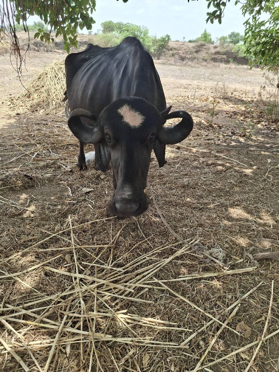 બીજૂ વેતર વીયાસે