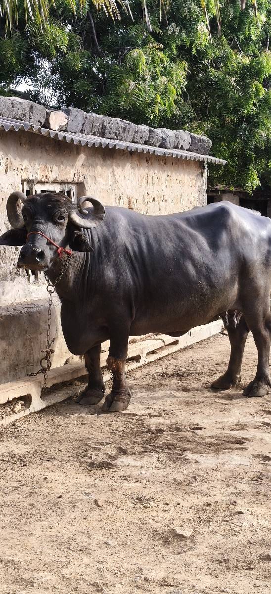 ભેંસ વેશવા ની છે