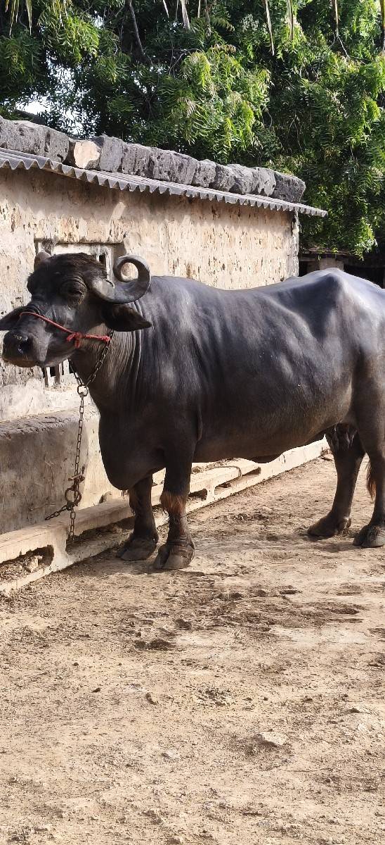ભેંસ વેશવા ની છે