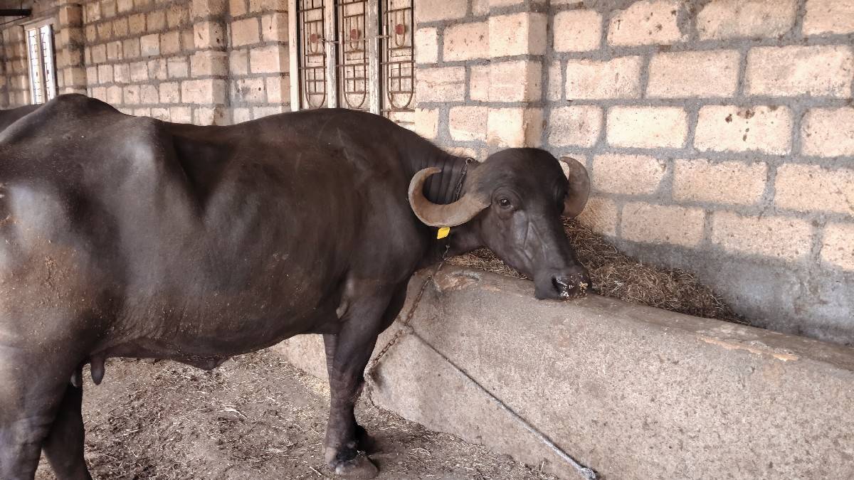 આ ભેંસ વેચવાની છે