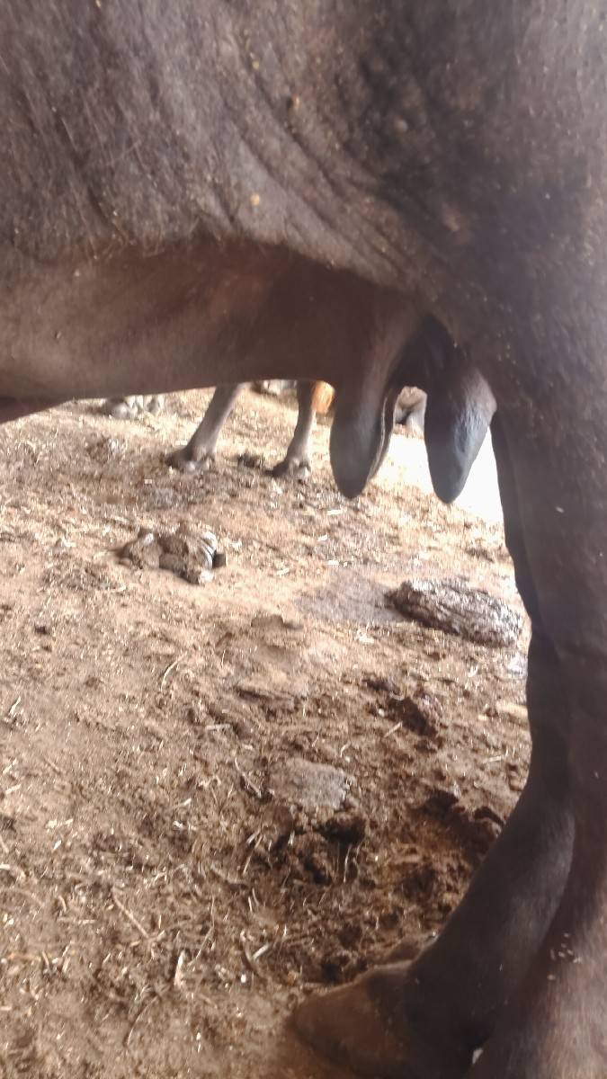 આ ભેંસ વેચવાની છે