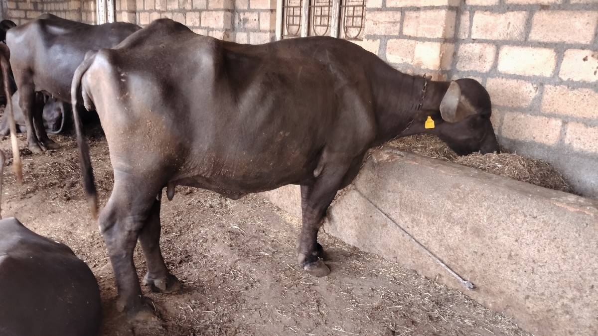 આ ભેંસ વેચવાની છે