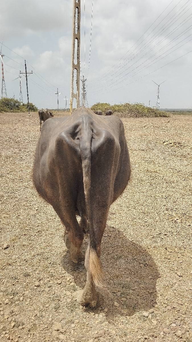 1 મહીના ના કાચા
