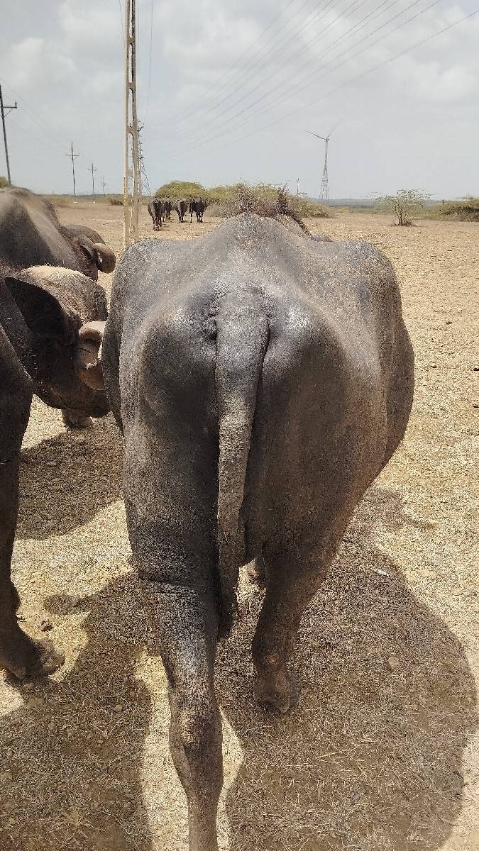 1 મહીના ના કાચા