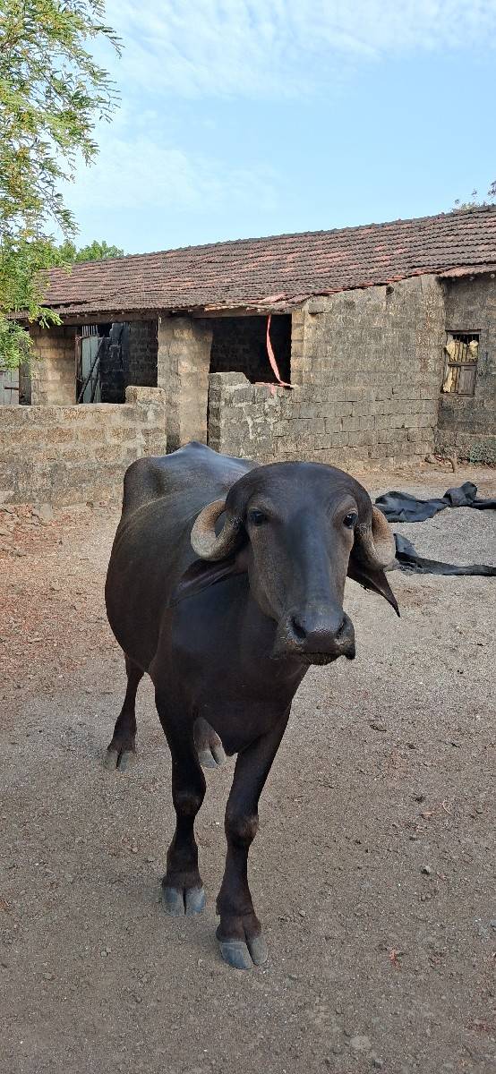 બે ખડેલીઓ વેચવાની છે.