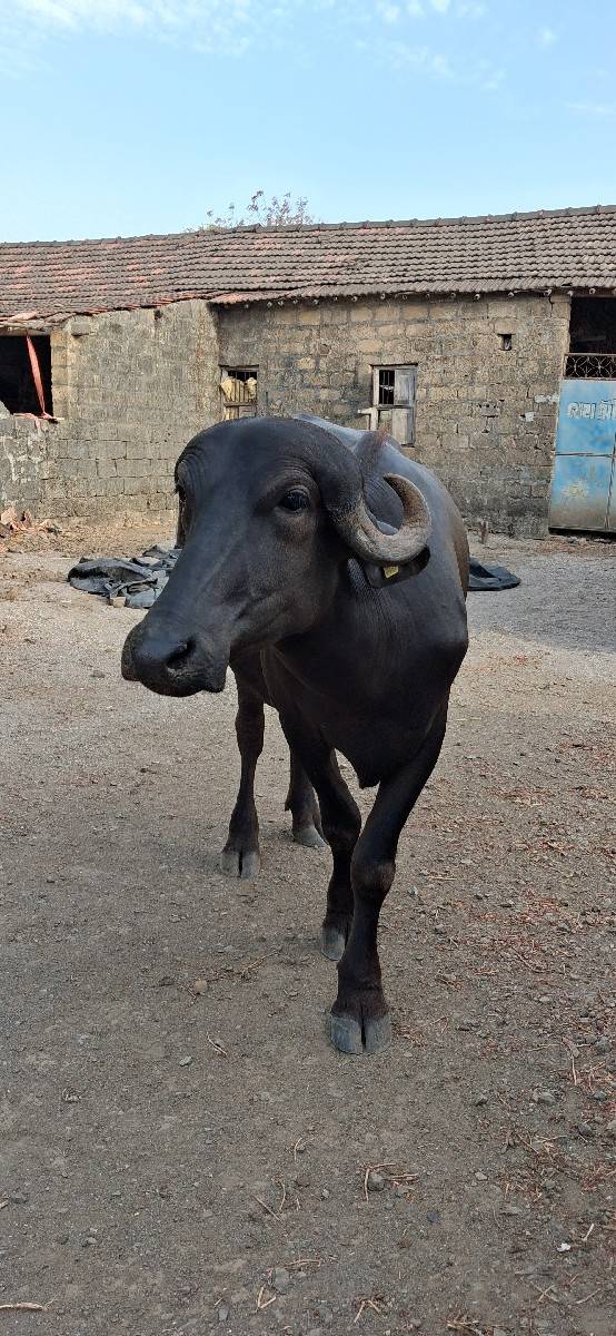 બે ખડેલીઓ વેચવાની છે.