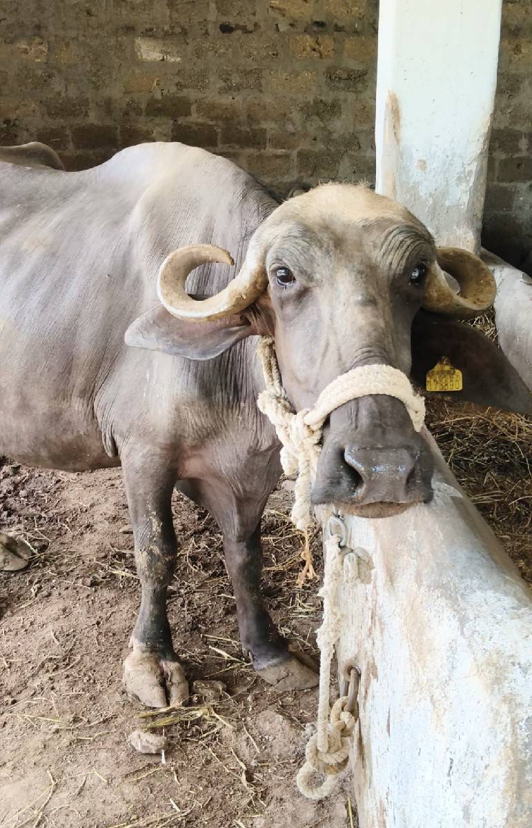 પેલાવેતનિ ખળેલિ છે