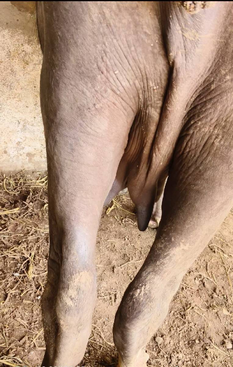 પેલાવેતનિ ખળેલિ છે