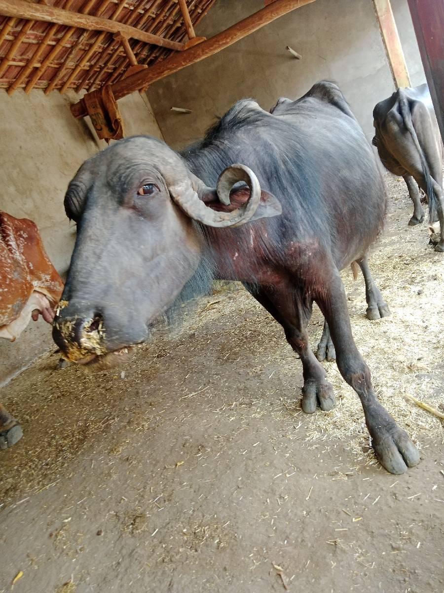 ભેંસ વેચવાની છે