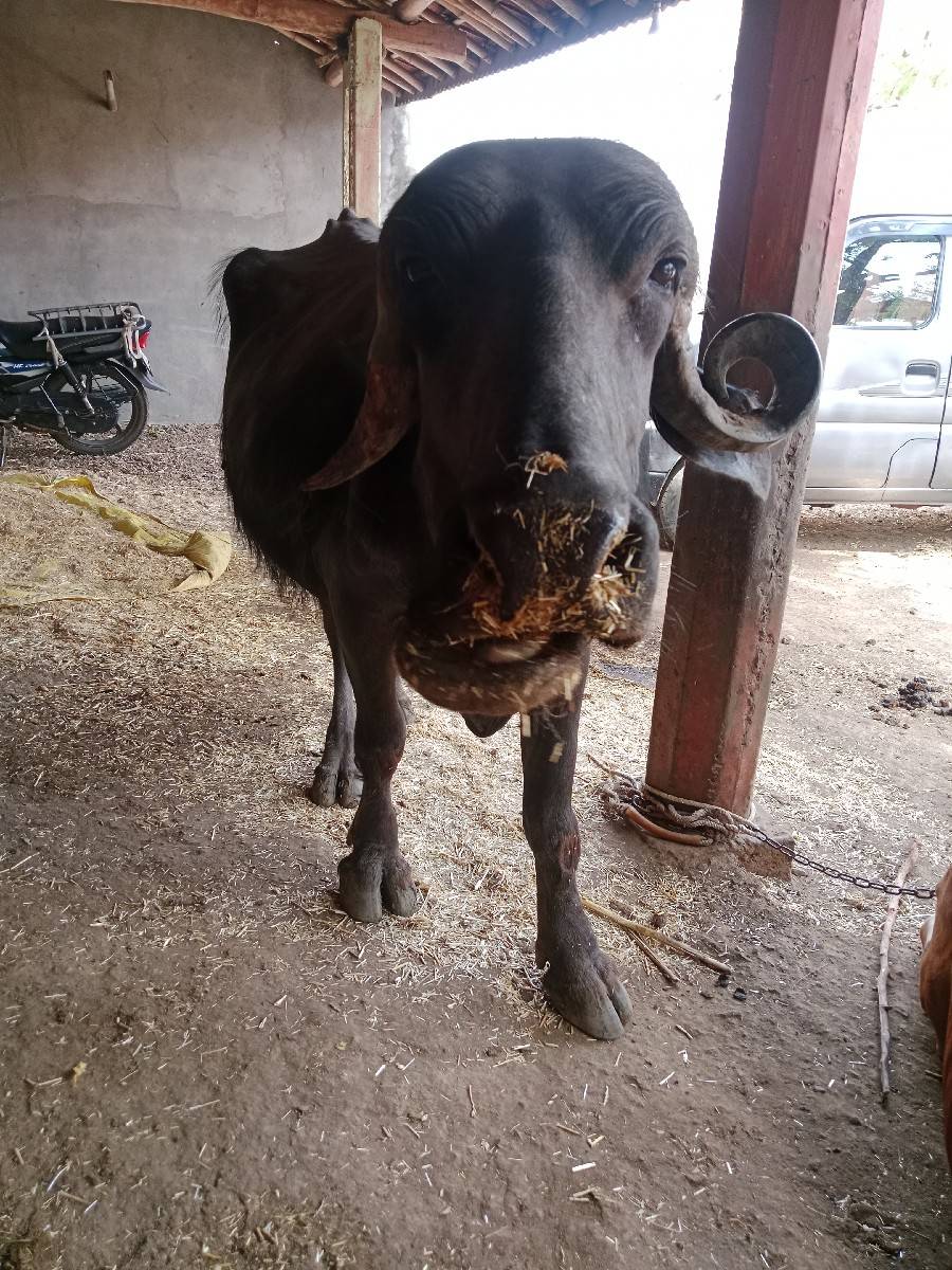 ભેંસ વેચવાની છે