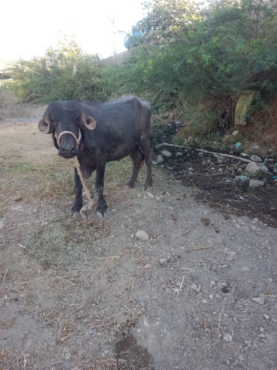 ખડેલી વેચવાની છે