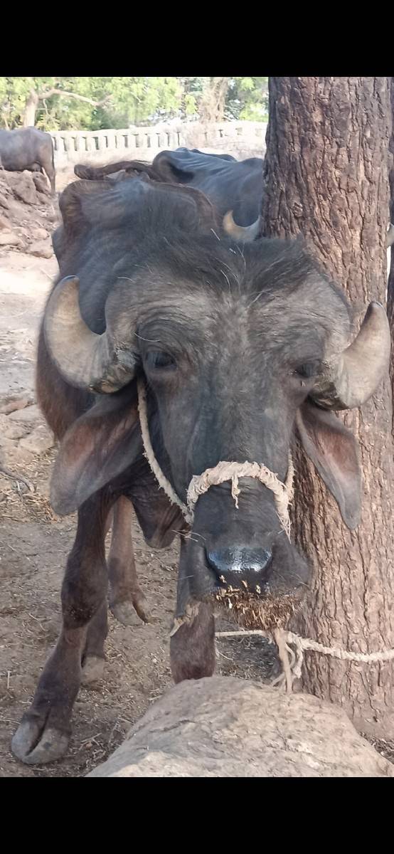 બે ખડલા  વેચવાના છે