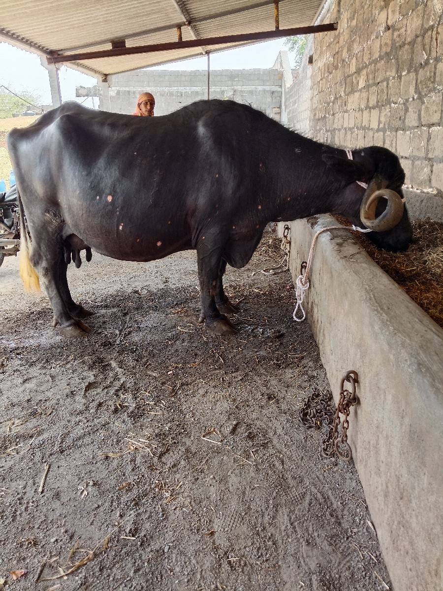 ભેંસ વેચવાની છે
