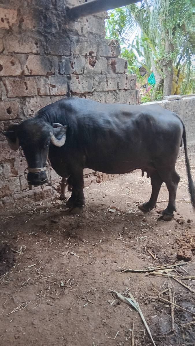 ભેંસ વેચવાની છે