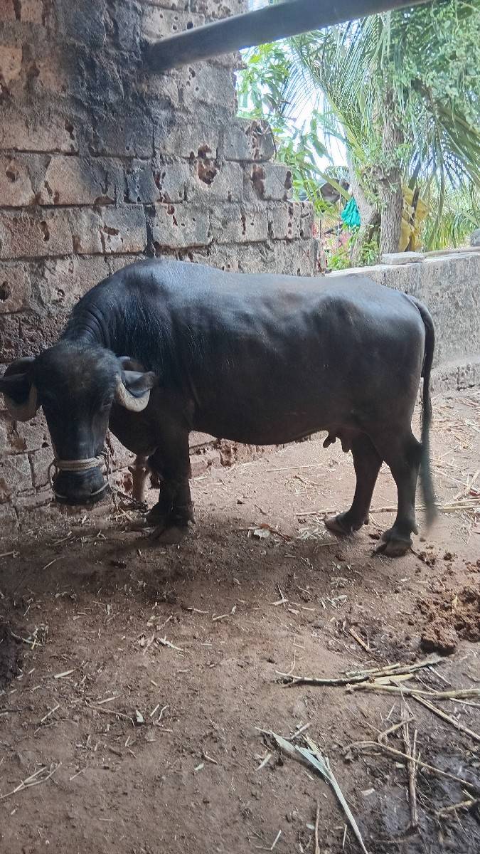 ભેંસ વેચવાની છે