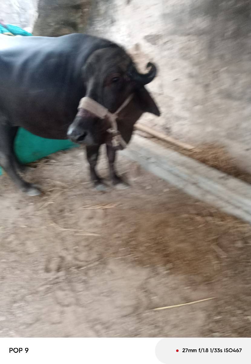 ભેંસ વેચવાની છે