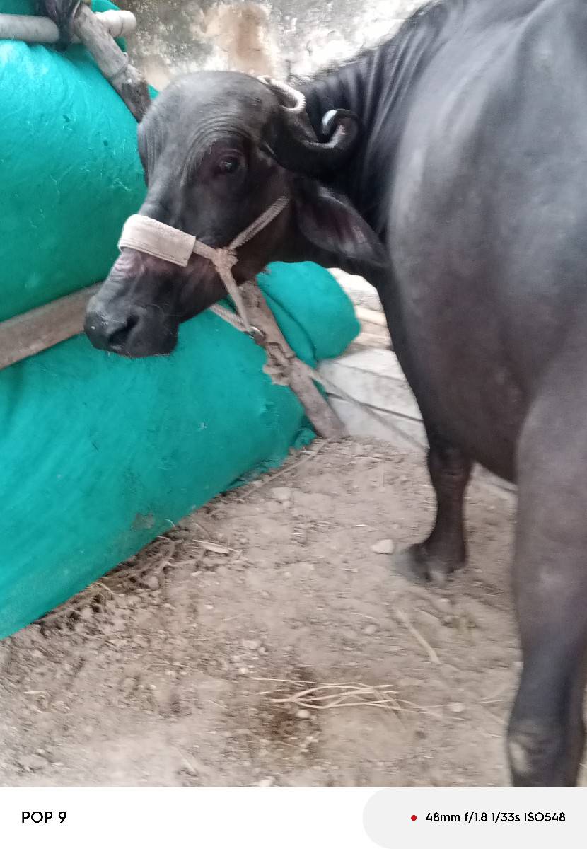ભેંસ વેચવાની છે