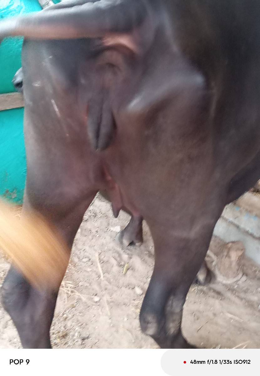 ભેંસ વેચવાની છે