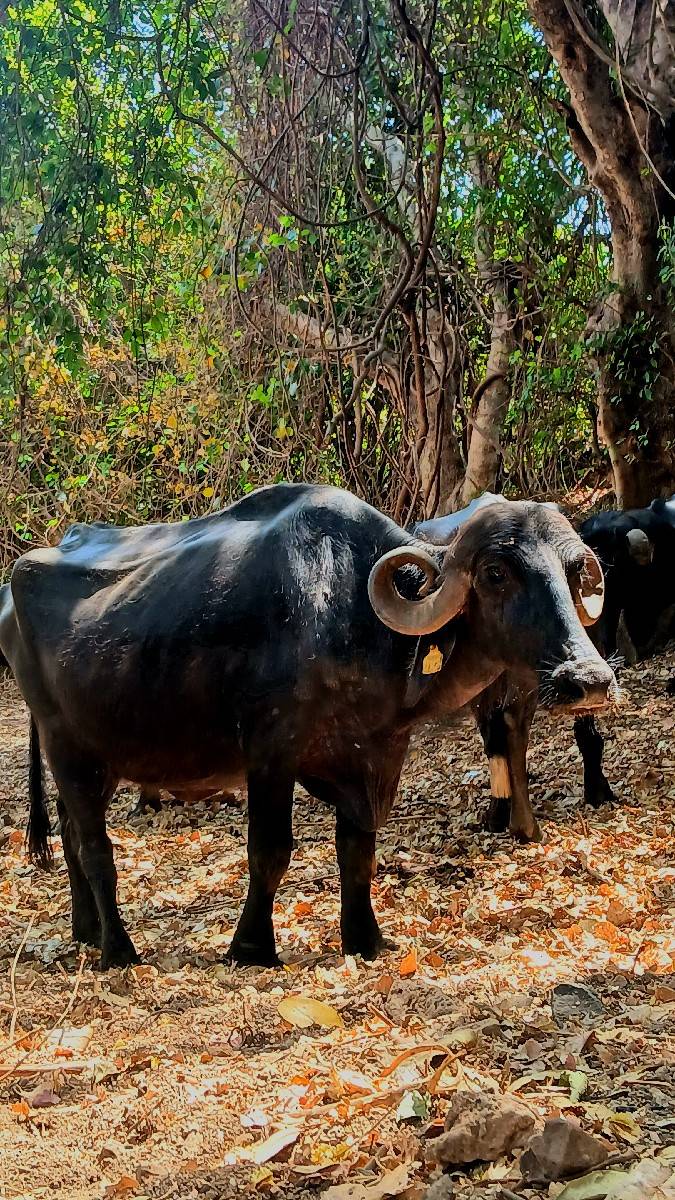 ફુલ જવાબદારી થી વેચવા ની છે