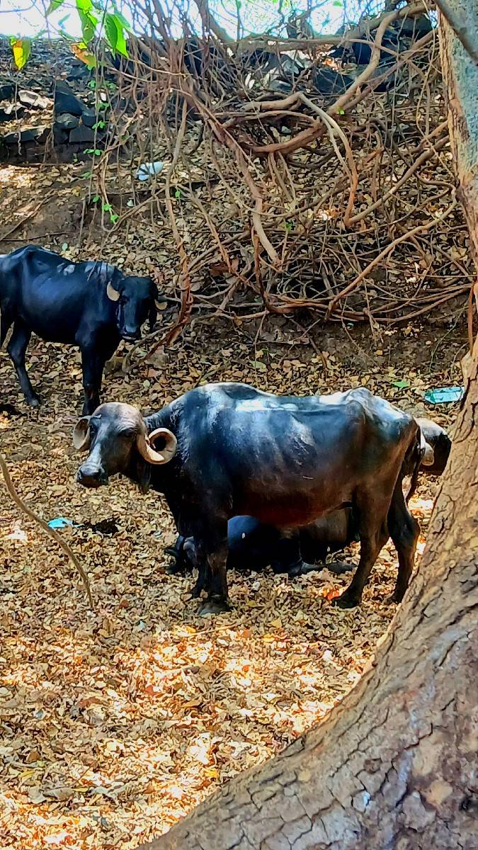 ફુલ જવાબદારી થી વેચવા ની છે