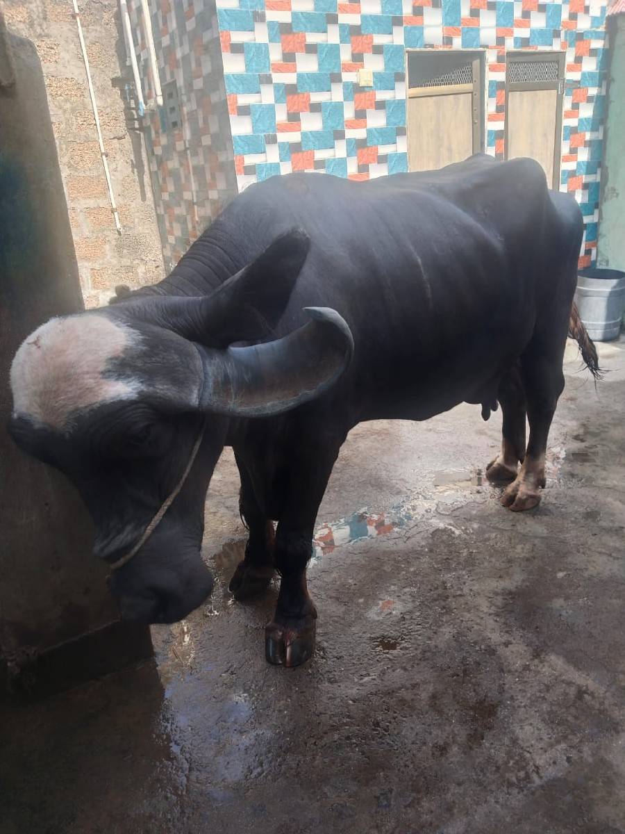બસ સાત આઠ દિવસમાં વ્યાસે