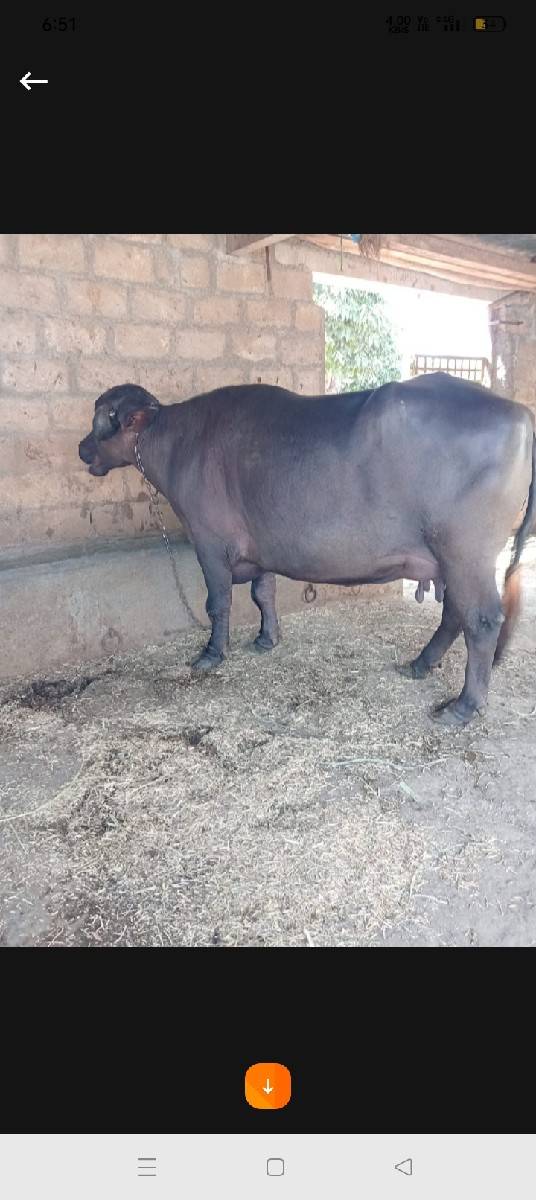 ભેંસ વેચવાની છે ટોટલ જવાબદારી
