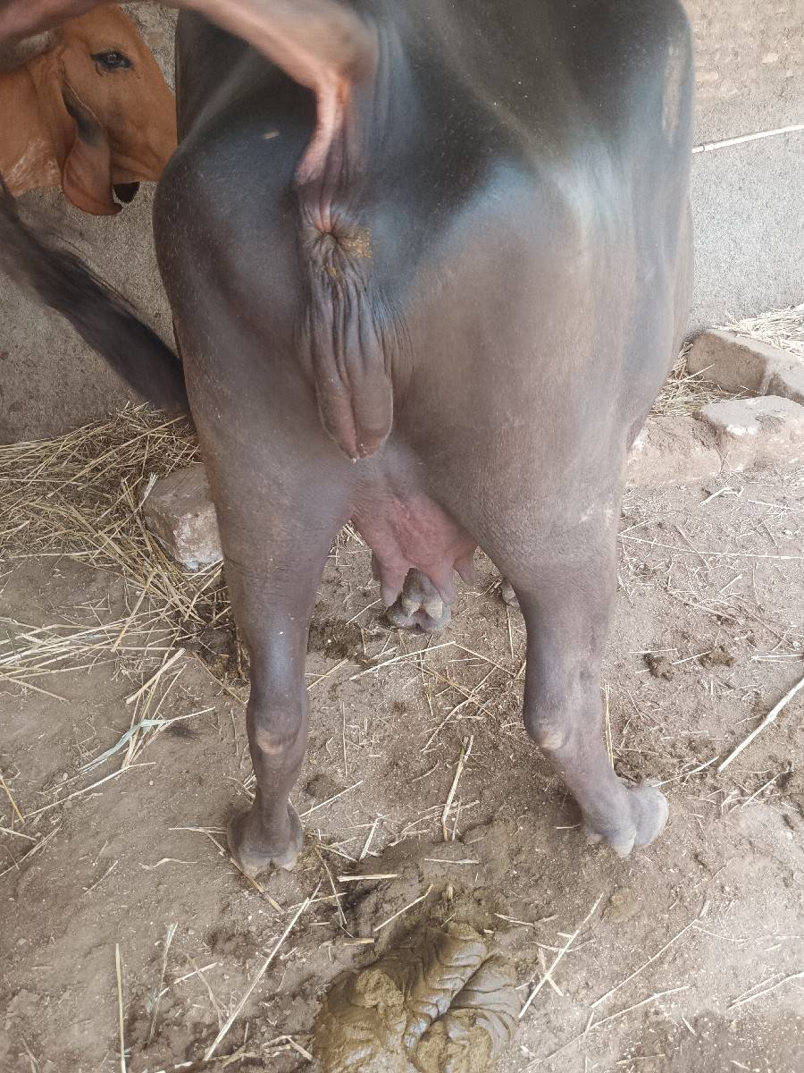 bhes besva ni se 1 vetar