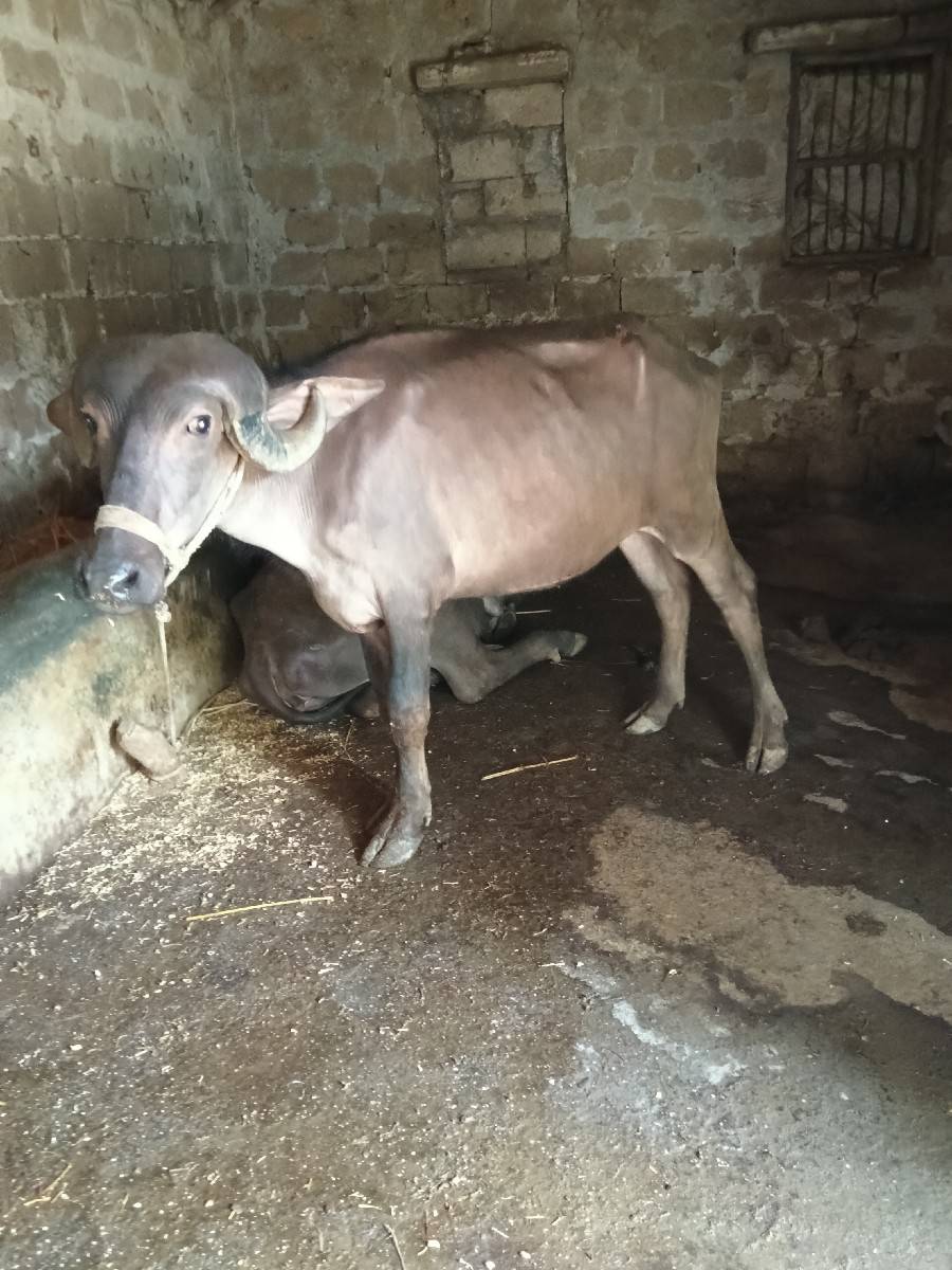 બે વર્ષ પાટી વેચવાની છે