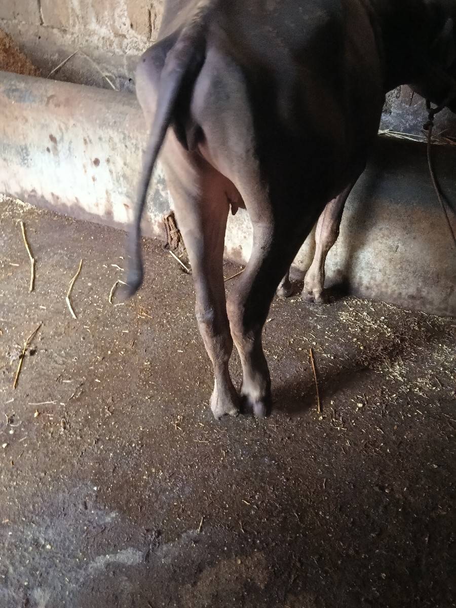 બે વર્ષ પાટી વેચવાની છે