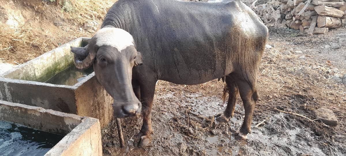 ભેશ વેશવાની છે