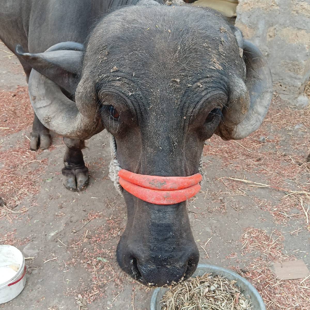 ભેંસ વેચવાની છે