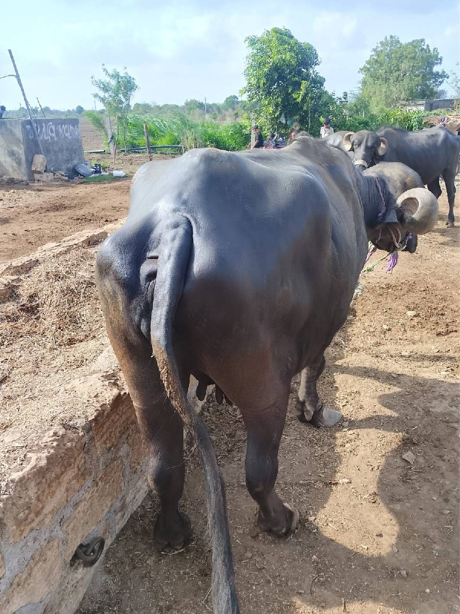 ખળેલી વેચવાની છે