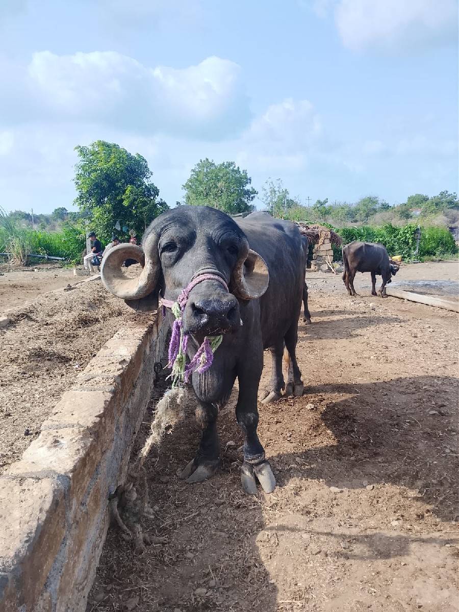 ખળેલી વેચવાની છે