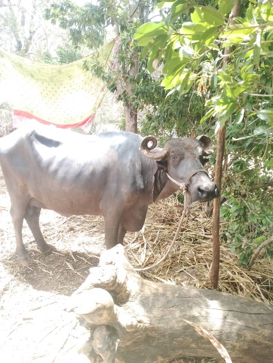 ભેંસ વેસવાનિ છે વેતર ત્રિજુ
