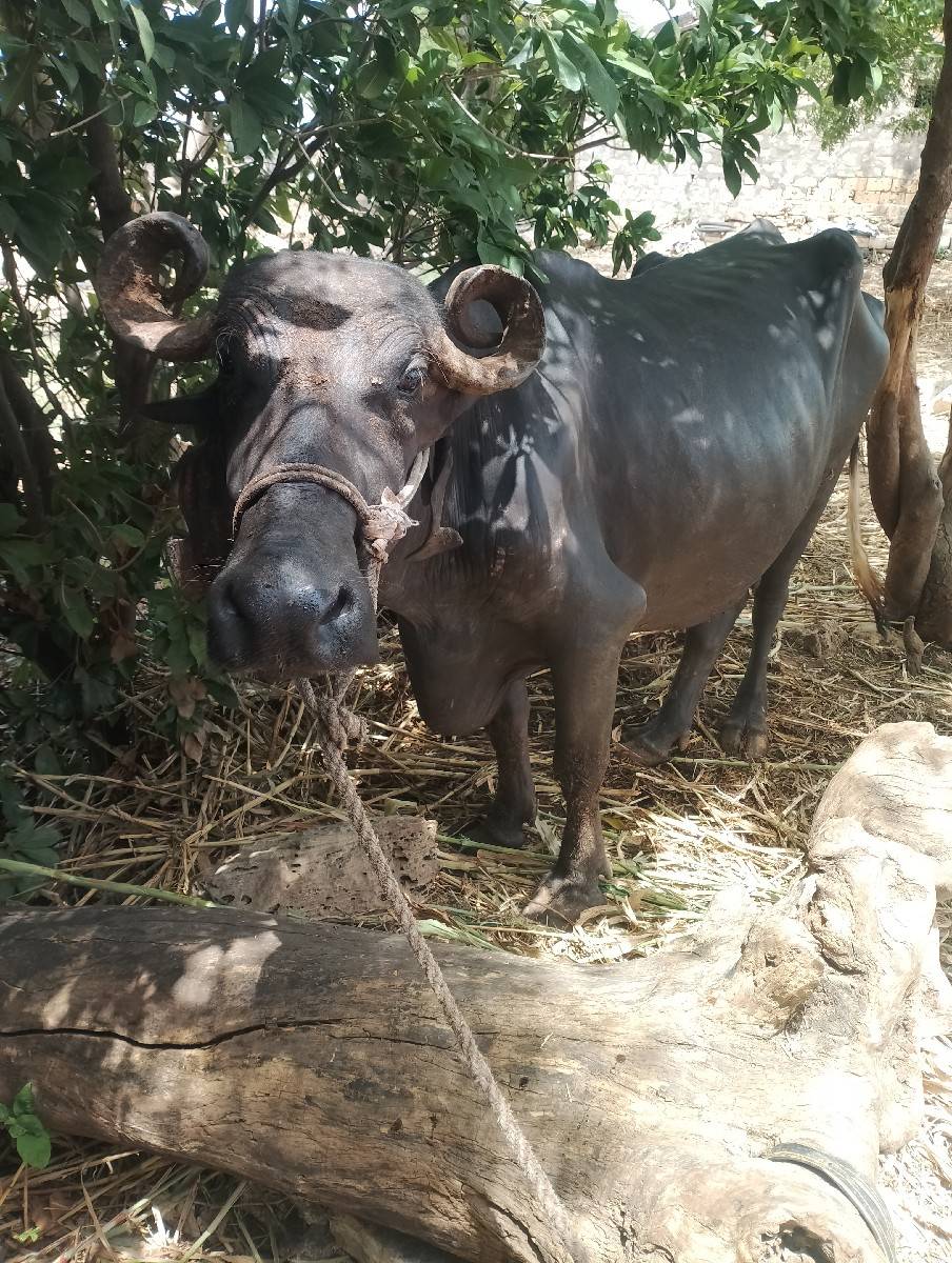 ભેંસ વેસવાનિ છે વેતર ત્રિજુ