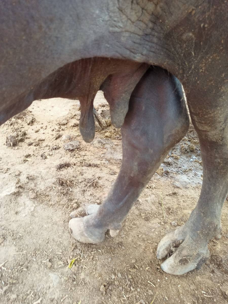ભેંસ વેચવાની છે