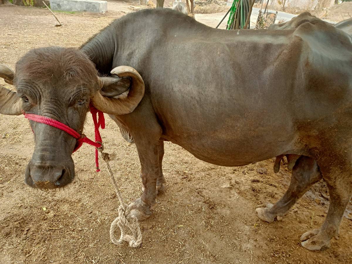 ભેંસ વેચવાની છે