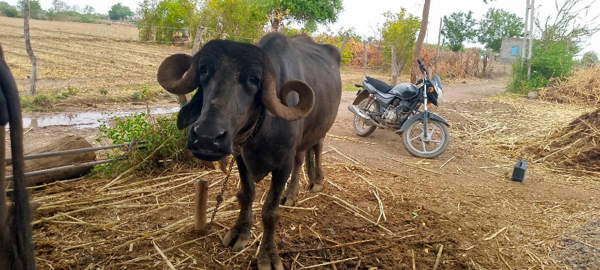 સાત મહિનાનું ગામ છે ચેક કરી લેવાની