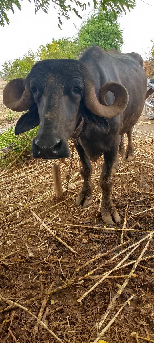 સાત મહિનાનું ગામ છે ચેક કરી લેવાની