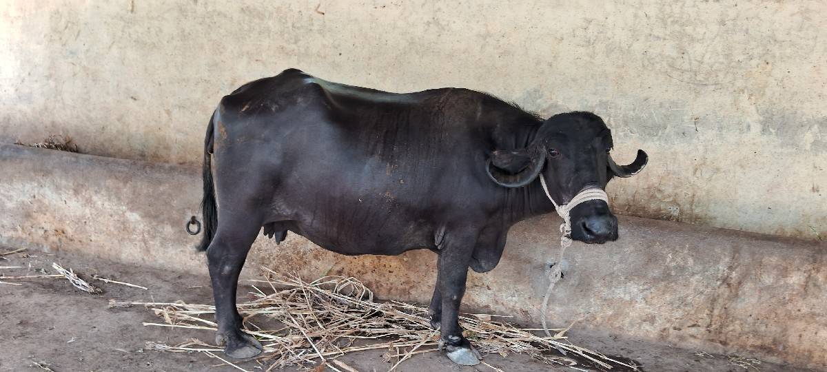 બીજુ  વેતર 10/15 ની કાચી