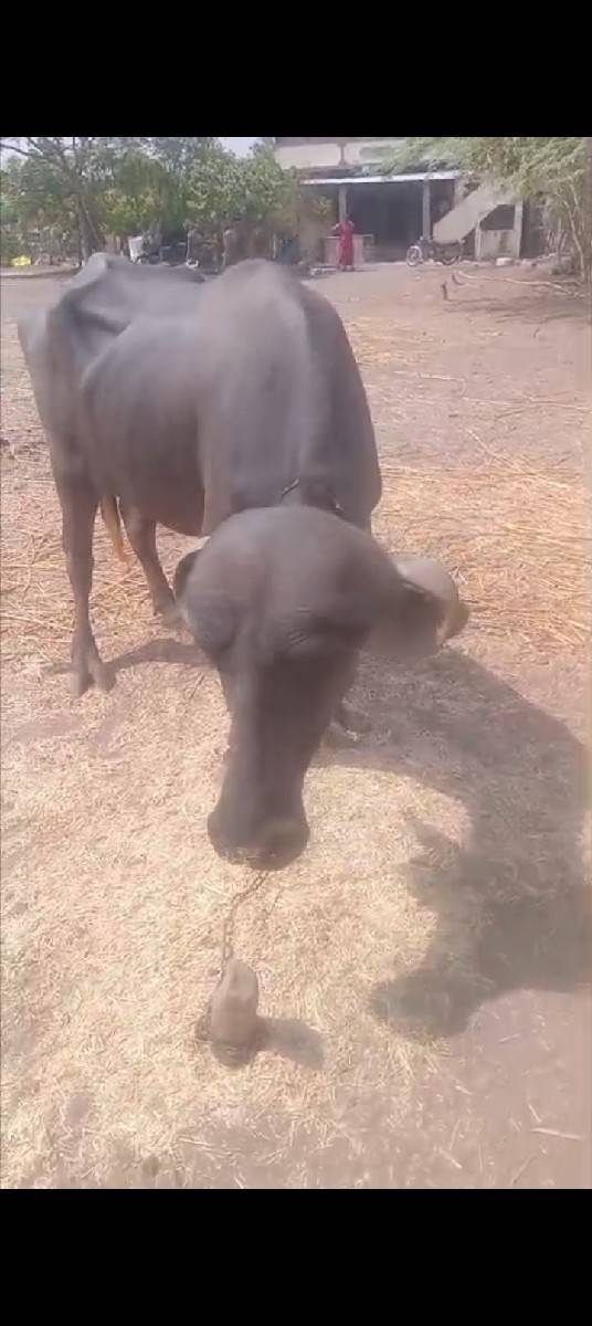 ઓરીજનલ જાફરાબાદી ખડેલી દેશી