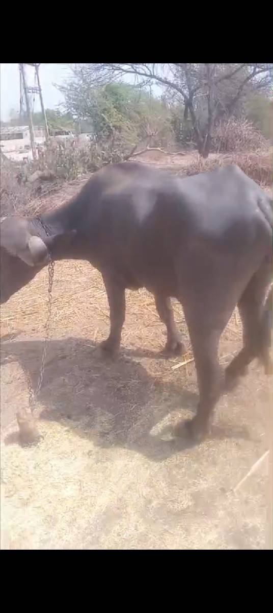 ઓરીજનલ જાફરાબાદી ખડેલી દેશી