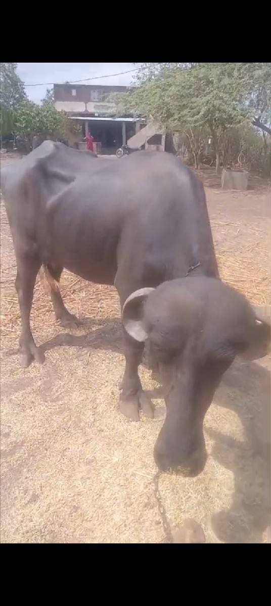 ઓરીજનલ જાફરાબાદી ખડેલી દેશી