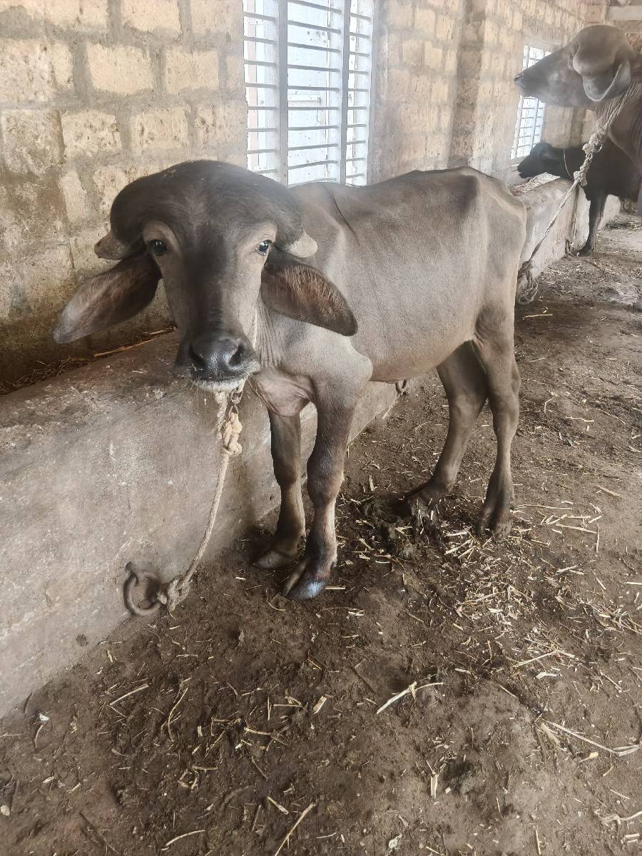પાડો વેચવાનો છે
