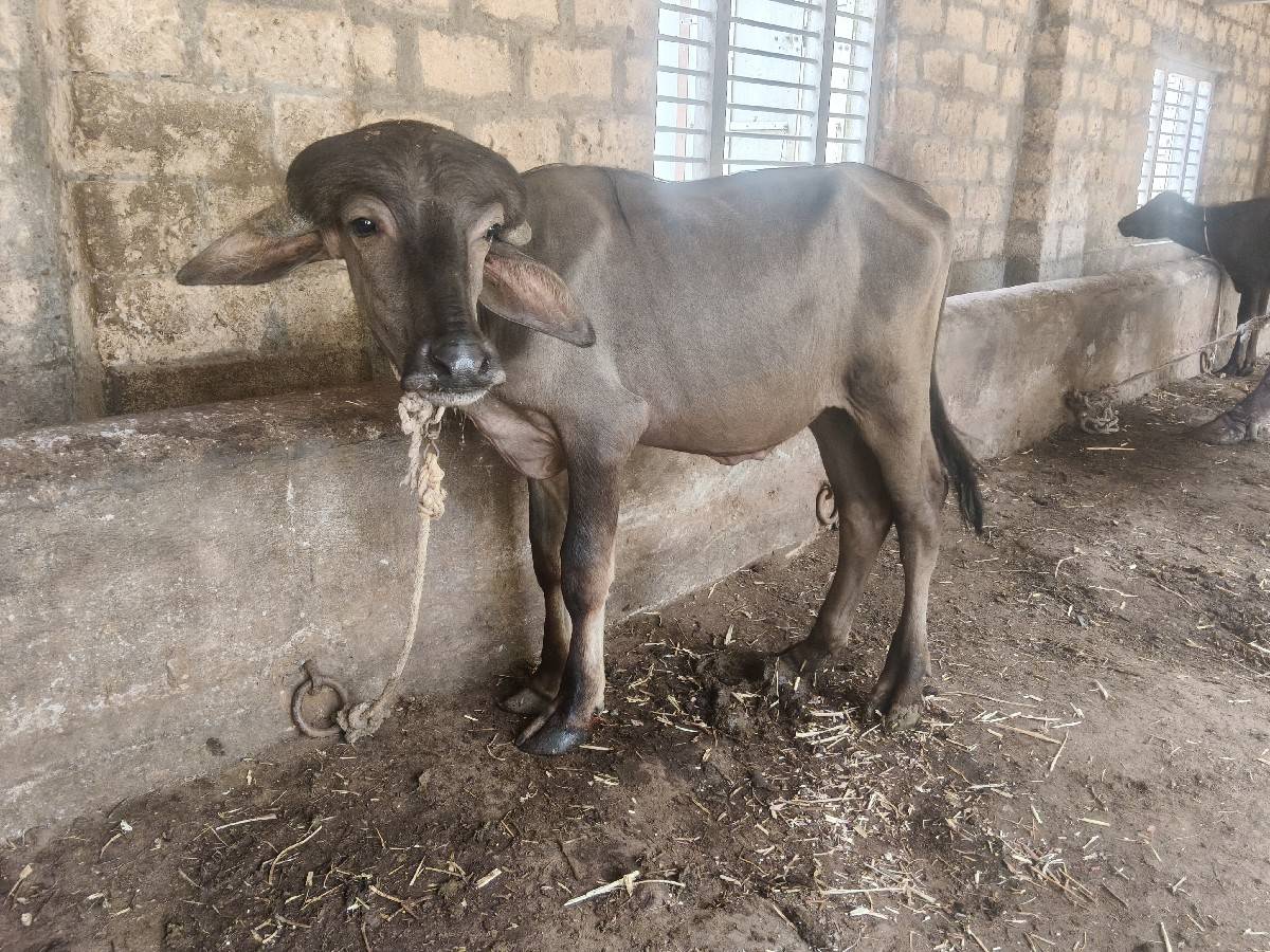 પાડો વેચવાનો છે