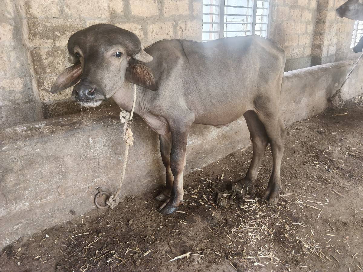 પાડો વેચવાનો છે