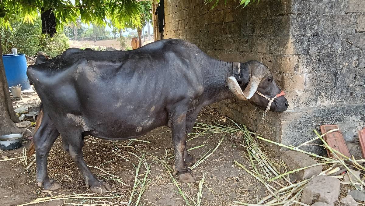 ભેંસ વેચવાની છે