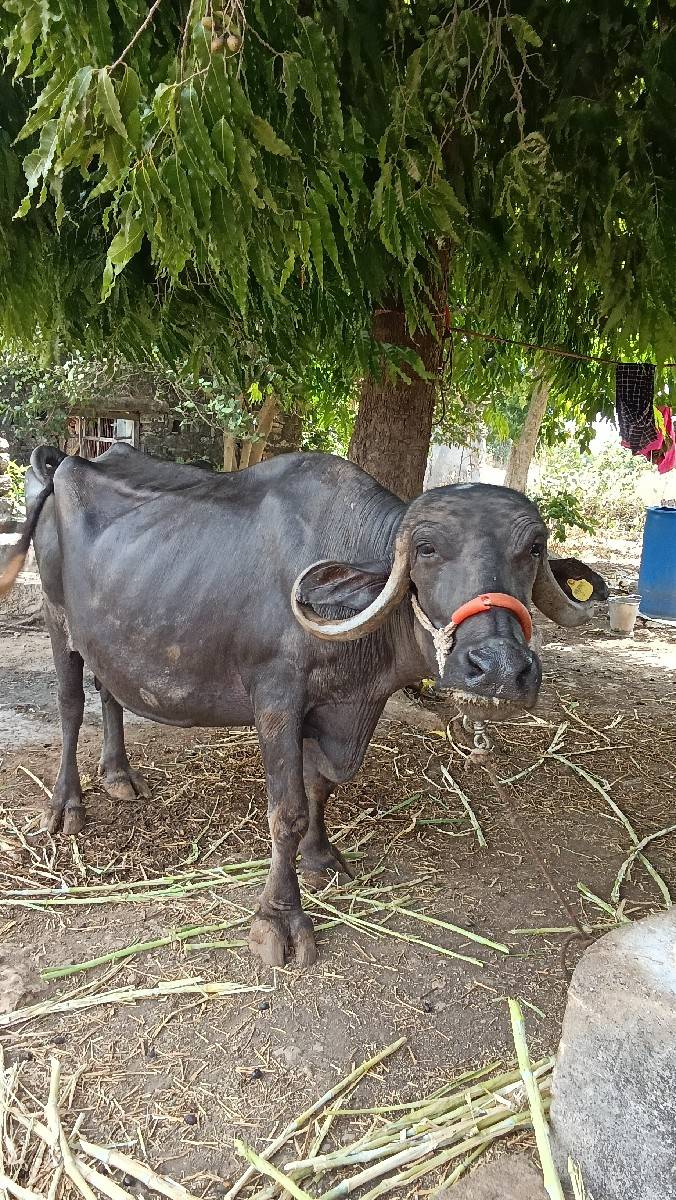 ભેંસ વેચવાની છે