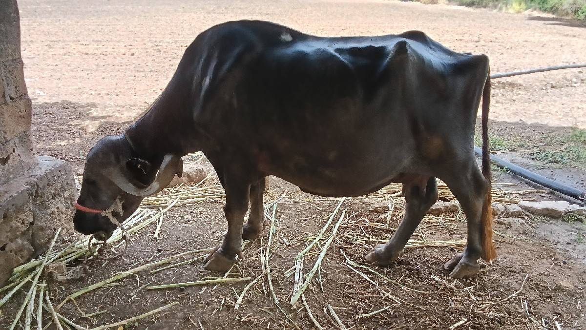 ભેંસ વેચવાની છે