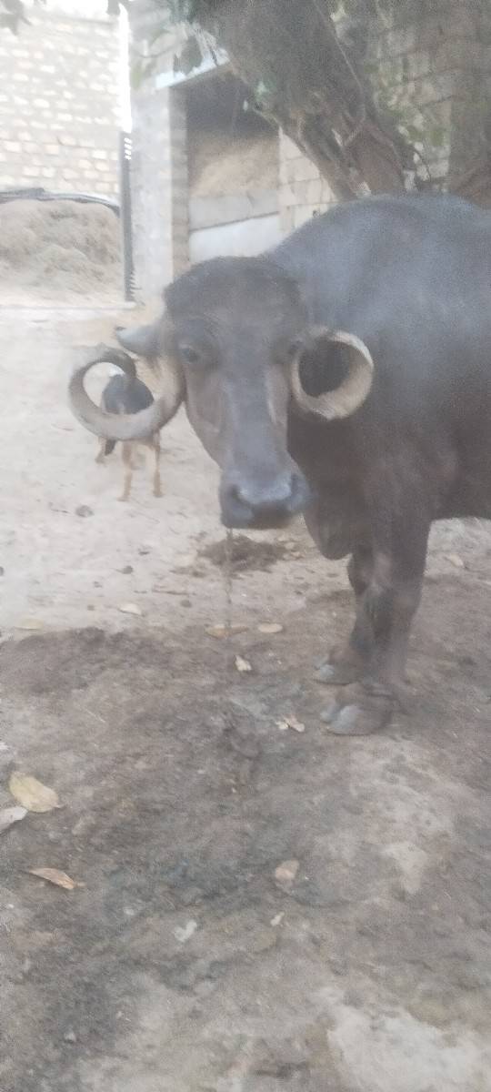 ભેસ વેચવાની છે